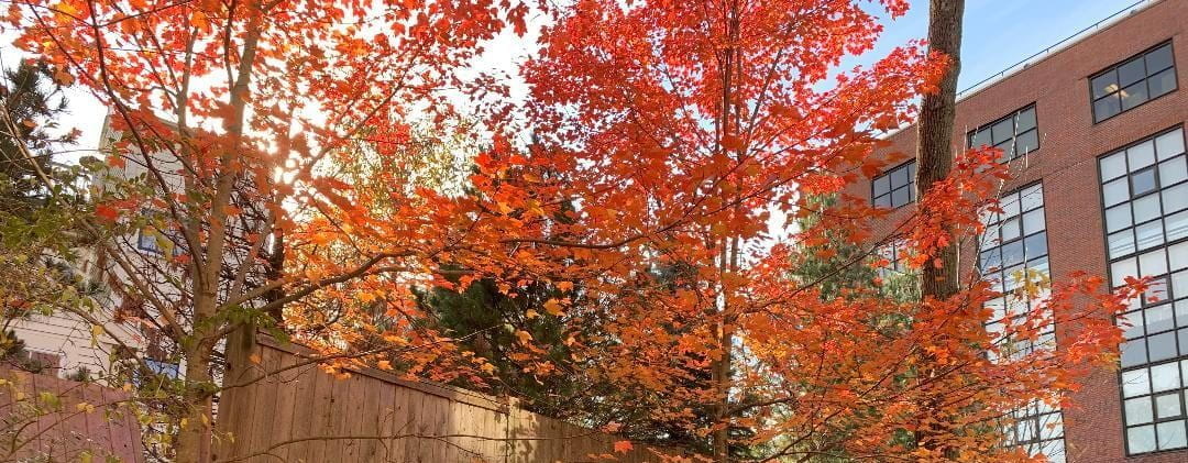 Fall foliage at Harvard University