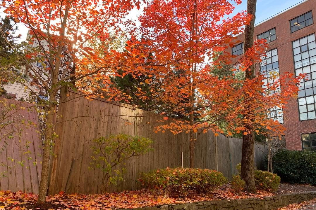 Fall foliage in Harvard University