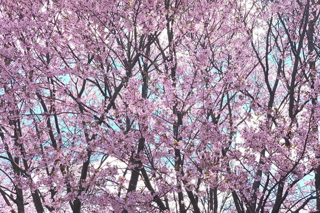Trees in bloom at Harvard Yard in spring