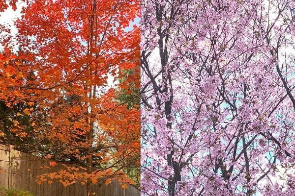 hybrid image of fall trees and spring flowered tree