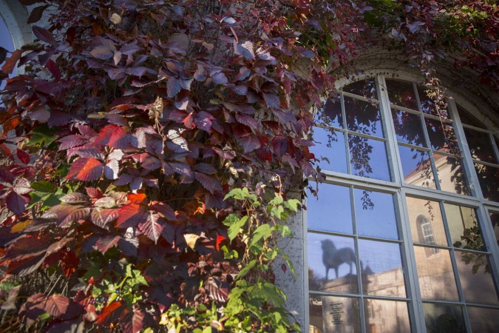 Fall views of Autumn foliage and ivy framing a window and a lion statue in the courtyard of The Center for European Studies at Harvard University